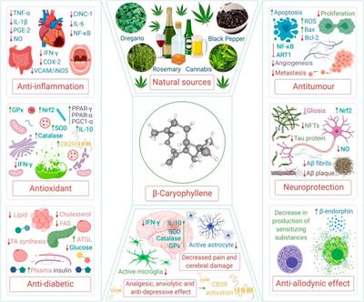 β-Caryophyllene, A Natural Dietary CB2 Receptor Selective Cannabinoid can be a Candidate to Target the Trinity of Infection, Immunity, and Inflammation in COVID-19